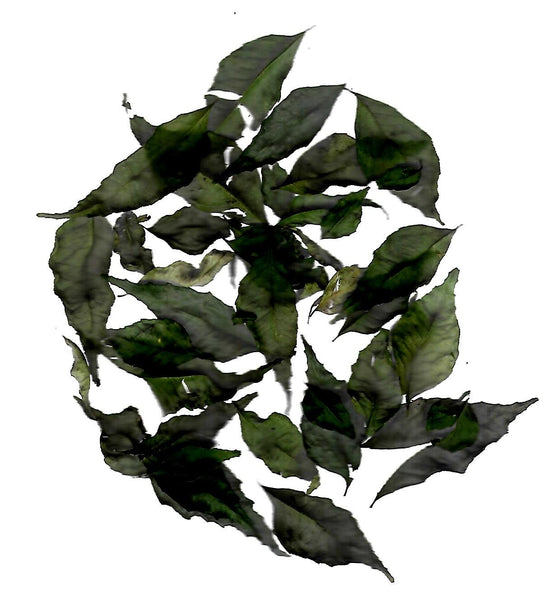 CURRY LEAVES - CURRY PATTA - Spice Pantry